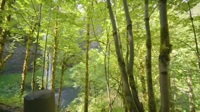 زیبایی تابستانی پارک ایالتی سیلور فالز | 4 ساعت فیلم آرامش بخش منظره + صداهای طبیعت