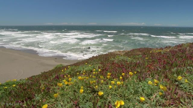 صداهای امواج اقیانوس | شگفتی های ساحلی کالیفرنیا | شماره 1