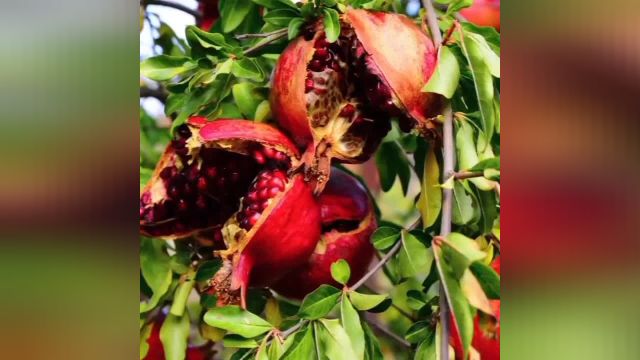 مزایای شگفت انگیز استفاده از هورمون در رشد و بهبود میوه‌ های انار