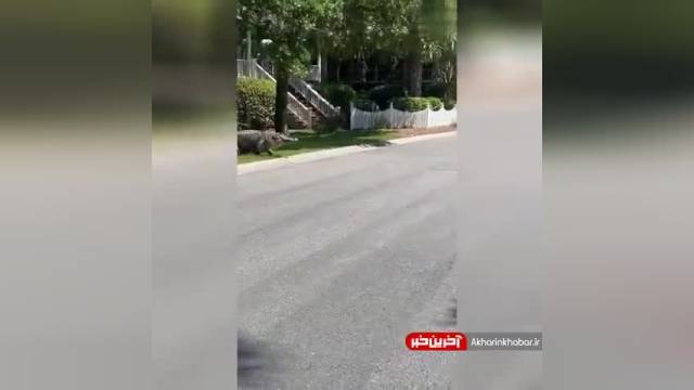 عبور یک تمساح عظیم الجثه از جاده | ویدیو