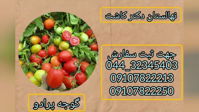 فروش بذر گوجه فرنگی پرادو
