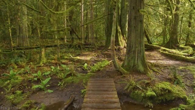 پیاده‌ روی بهاری در جزیره ونکوور، کانادا | پیاده‌ روی مجازی در جنگل همراه با آواز پرندگان