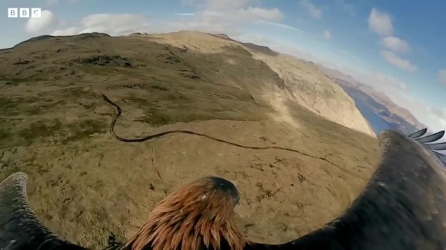 پرواز عقاب | ویدیویی از دنیای طبیعی عقاب های فوق العاده که باید ببینید!