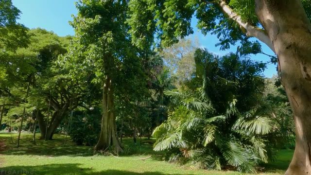 2 ساعت پیاده روی در جنگل های استوایی | پیاده روی مجازی در باغ مک براید با آواز پرندگان | جزیره کائوآی