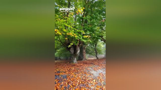 پاییز چشم نواز مازیچال در استان مازندران