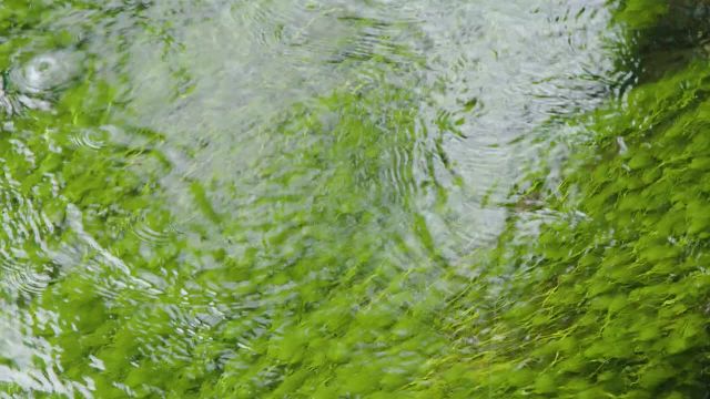 آب شفاف یک رودخانه جنگلی کوچک | صدای آرامش بخش آب، باران و آواز آرام پرنده