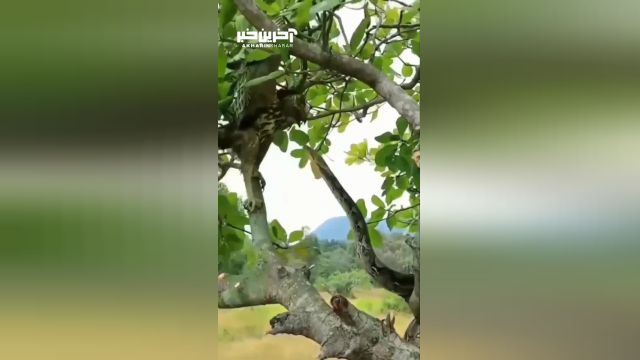 ویدئویی از حمله یک مار به پرنده