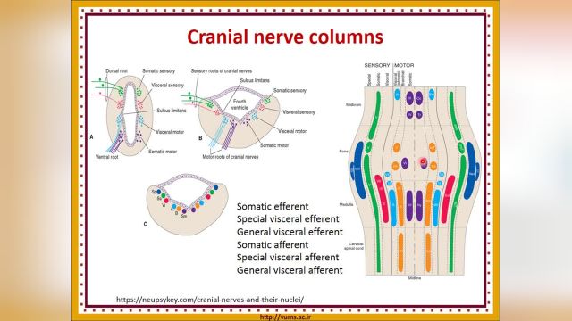 آموزش جامع و کامل نوروآناتومی | جلسه نوزدهم (1) | تکامل ساقه مغز