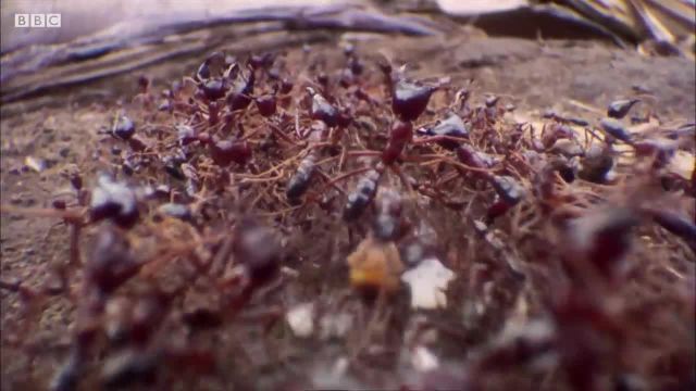 ازدحام مورچه های قاتل قصابان عقرب تنها!