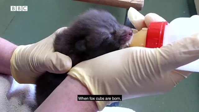 ویدیویی جالب از نجات یک بچه روباه بی مادر!