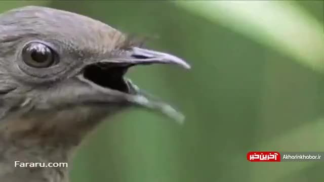 تقلید صدا توسط پرنده | پرنده‌ای که استاد تقلید صداست!