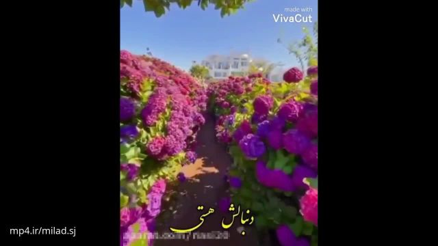 کلیپ صبح بخیر انرژی مثبت/کلیپ صبح بخیر جدید