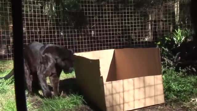 کلیپی جالب از علاقه عجیب گربه سانان به جعبه