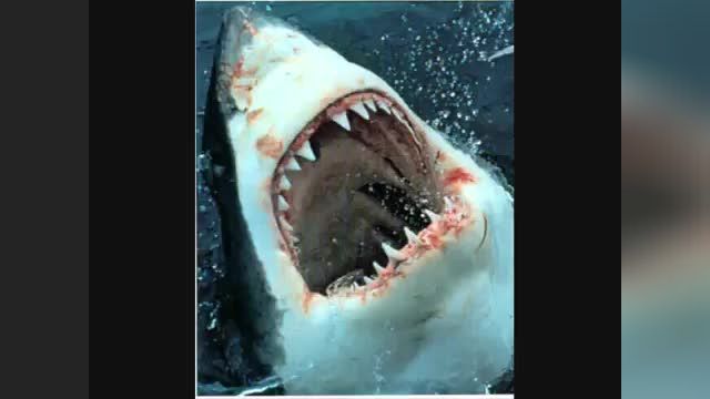 GREAT WHITE MONSTER SHARKS Attacks+one dolphin! :)