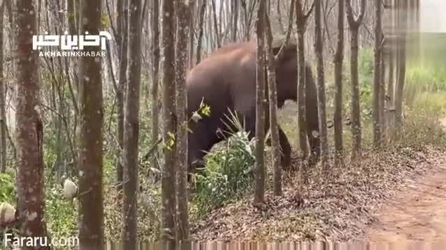 واکنش یک فیل هنگام کشف محموله مواد مخدر + ویدیو
