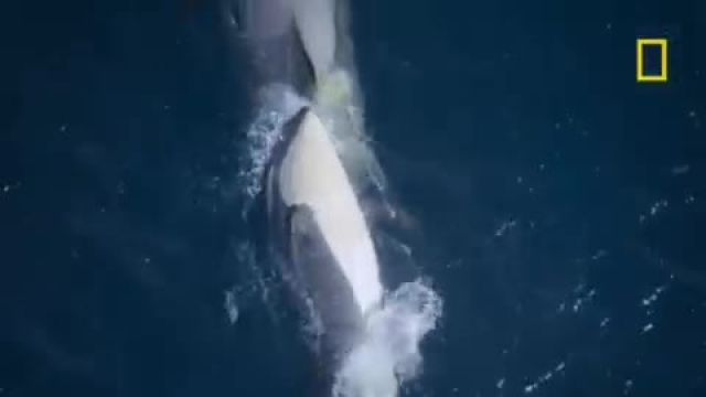 تصاویری باورنکردنی از نهنگ‌ های قاتل برای اولین بار