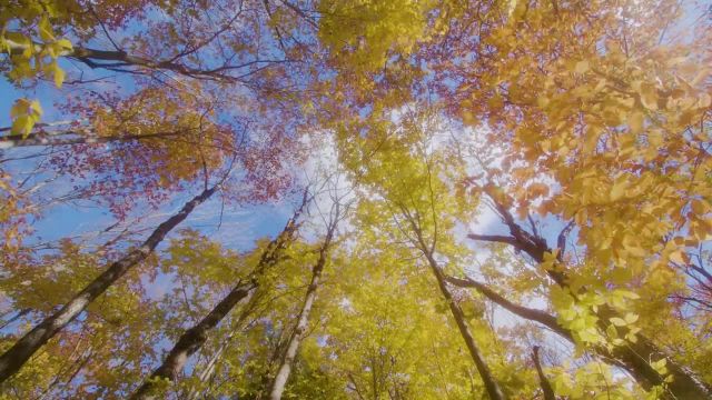 غرق در طبیعت یک روز آفتابی | صداهای آرامش بخش جنگل پاییزی