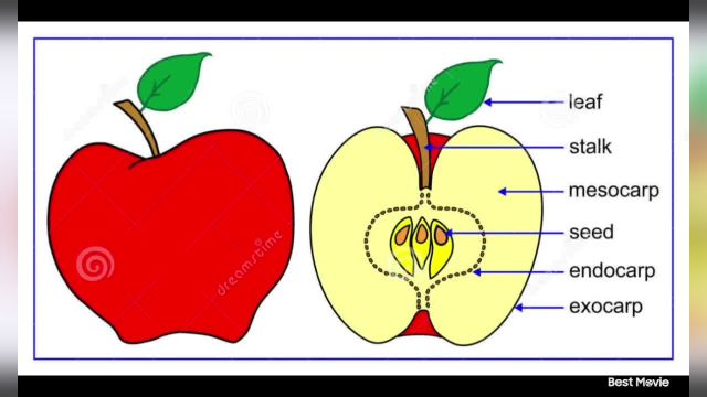کاشت و تولید سیب ارگانیک با بررسی بخش‌ های مختلف میوه سیب