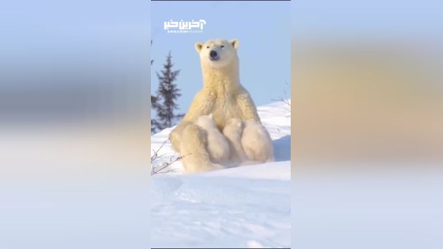 لحظه‌ای دیدنی: خرس قطبی که به بچه‌هایش شیر می‌دهد