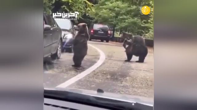 خوش و بش جالب یک خرس که روی 2 پا ایستاده با راننده