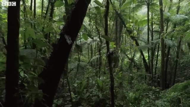 سفری آرامش بخش به جنگل های بارانی آمریکای جنوبی