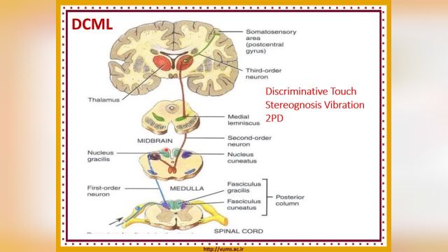 آموزش جامع و کامل نوروآناتومی | جلسه سوم (3) | راه های عصبی نخاع (Spinal Cord Pathway)