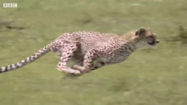 تست سرعت چیتا در مقابل تازی را در این ویدیو ببینید!