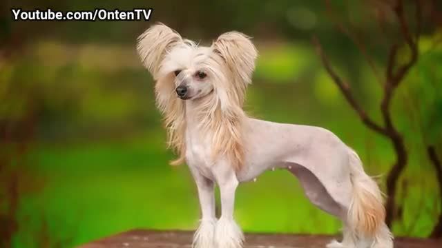 خنده دارترین نژاد سگ در جهان | برنامه اول