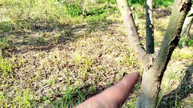 روشهای موثر برای مبارزه با کرم خراط گردو و بازسازی درختان آسیب دیده
