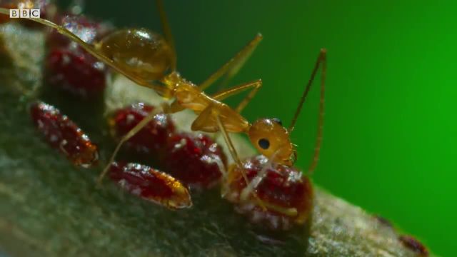 نبرد وحشتناک مورچه های زرد با خرچنگ قرمز!