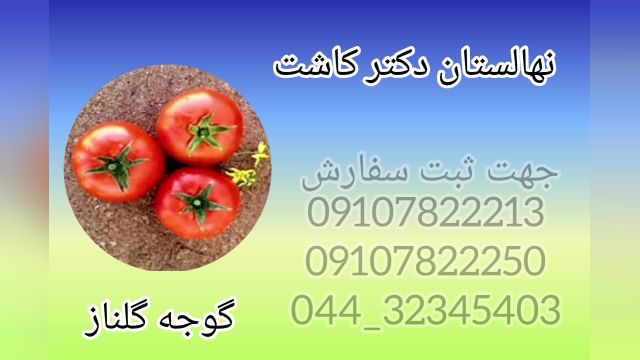 فروش عمده بذر گوجه گلناز