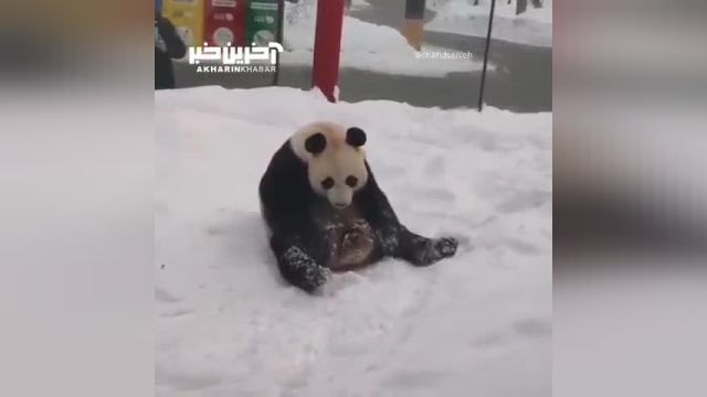تماشای ویدئویی جذاب از بازیگوشی بچه پاندا در باغ وحش مسکو