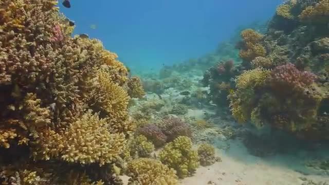 دنیای شگفت انگیز زیر آب دریای سرخ | 3 ساعت ویدیوی آرامش بخش با موسیقی | قسمت 1