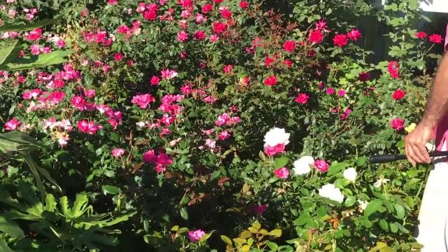 سمپاشی گل های رز برای تقویت و گلدهی بیشتر آنها