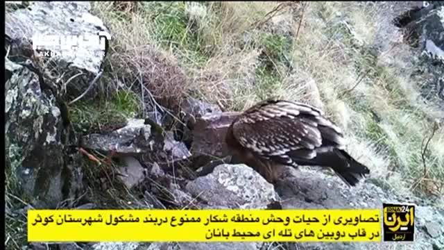 تصاویری از حیات وحش منطقه شکار ممنوع مشکول در استان اردبیل