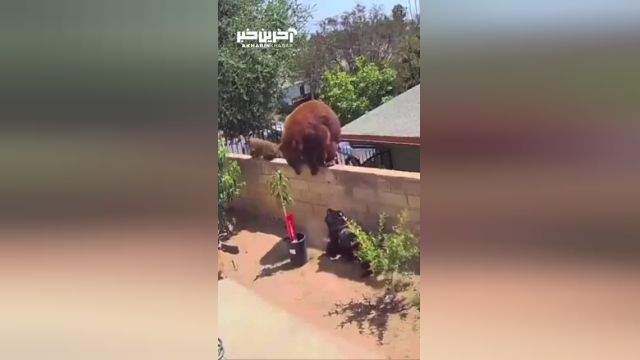 تلاش ناموفق یک خرس برای ورود به خانه از روی دیوار (فیلم)
