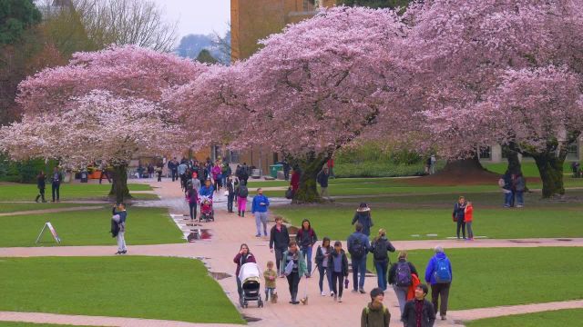 ویدیوی آرامش بخش شکوفه گیلاس در دانشگاه واشنگتن در یک روز بارانی | قسمت 2