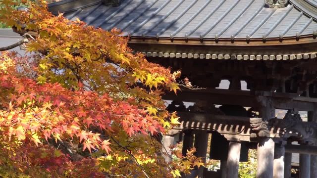 تماشای پاییز شگفت انگیز ژاپن را از دست ندهید!