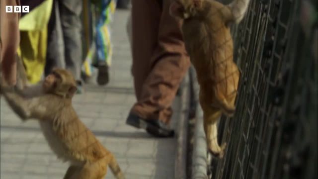 دزدی و گدایی غذا توسط میمون های گستاخ را در این ویدیو ببینید!