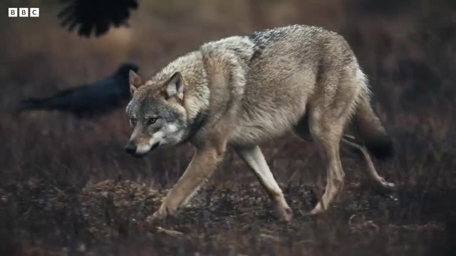 نبرد خرس در مقابل گرگ برای غذا | طبیعت وحشی اسکاندیناوی