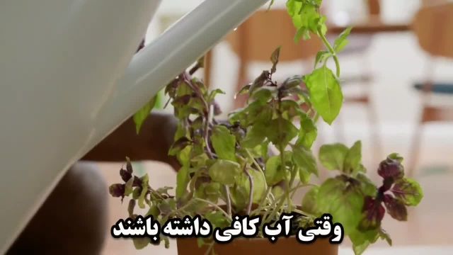 آموزش روش صحیح آبیاری گلها و گیاهان آپارتمانی
