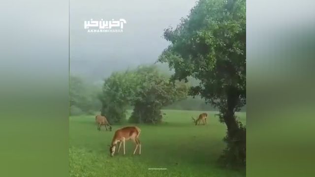 مارال های زیبای پارک جنگلی  در اردبیل