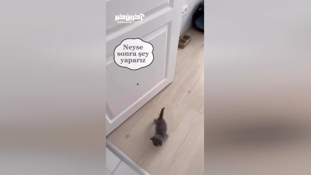 تلاش بامزه بچه گربه برای پریدن | ویدیو