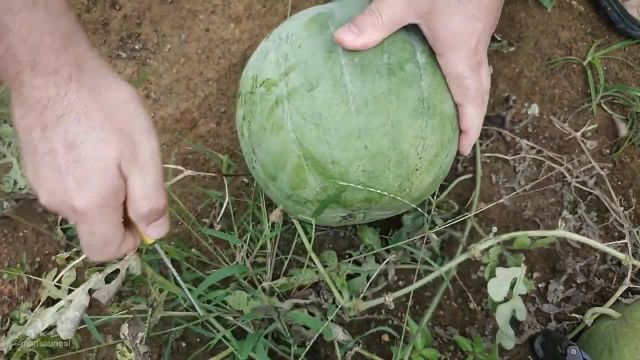 روش کاشت بذر هندوانه