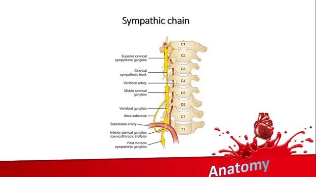 زنجیره سمپاتیک (Sympathic Chain) | آموزش جامع علوم تشریح آناتومی سر و گردن | جلسه نهم
