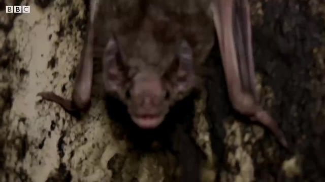 کلونی خفاش خون آشام در کلبه متروکه پیدا شد!