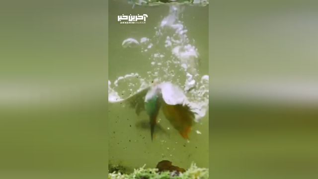 شکار شاه ماهیان در زیر آب