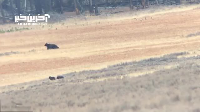 این خرس گریزلی گلادیاتور به تنهایی با یک گله گرگ می‌ جنگد + فیلم