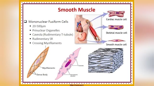 بافت عضلانی (Muscular tissue) | آموزش جامع و کامل بافت شناسی عمومی | جلسه دوازدهم (6)