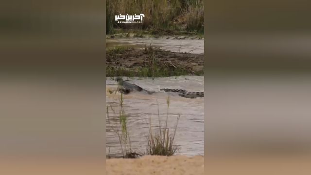 جنگ و جدال 2 تمساح غول پیکر در رودخانه